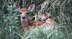 A Hospital for Wildlife