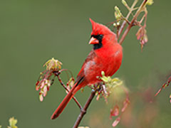 Songbirds Slideshow